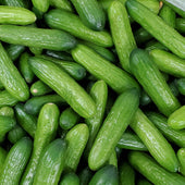 Fresh - Cucumber - Baby Fresh - Cucumber - Baby